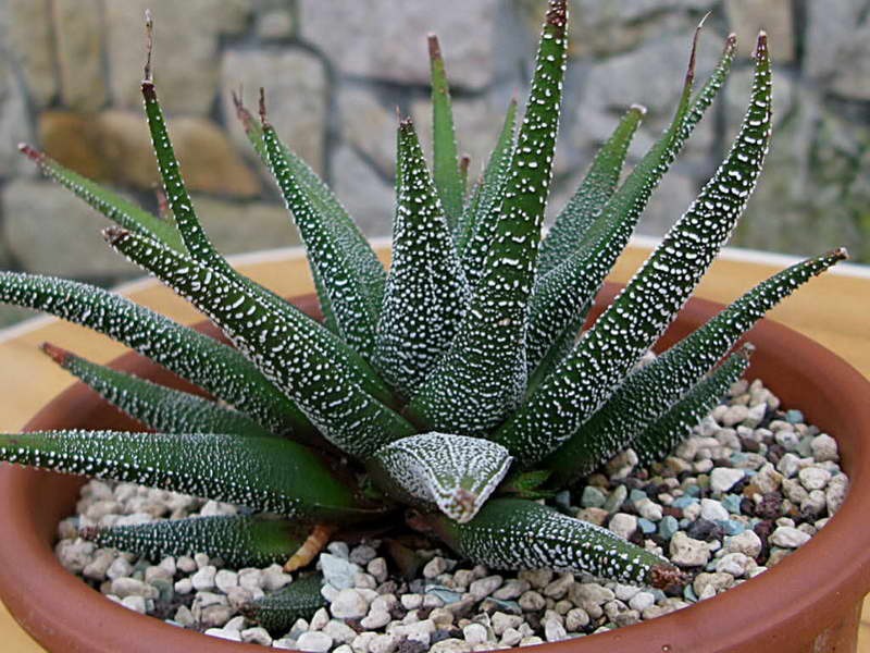 Haworthia: kako kod kuće uzgajati popularnu sočnu biljku